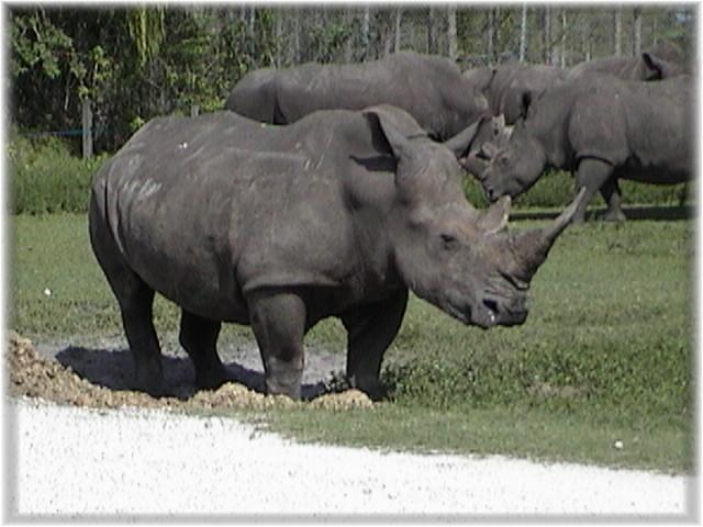 WHITE RHINOCEROS 0280